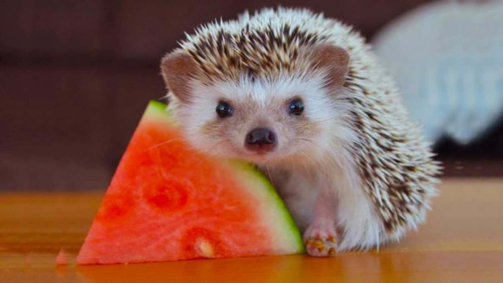Niedlichesbild Eines Wassermelonen-bildes Mit Einem Süßen Haustier-igel