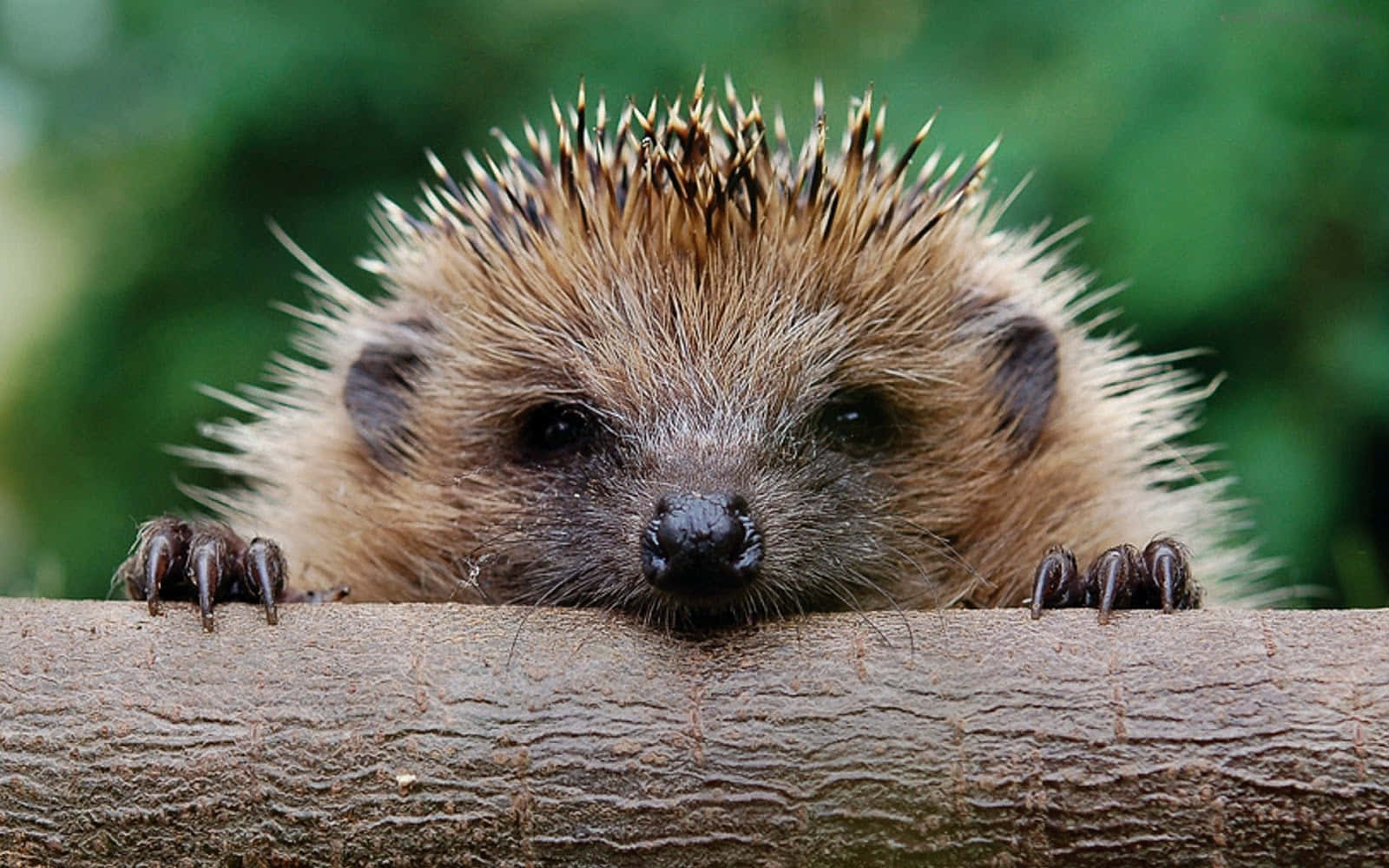 Sneaky Grumpy Hedgehog Picture
