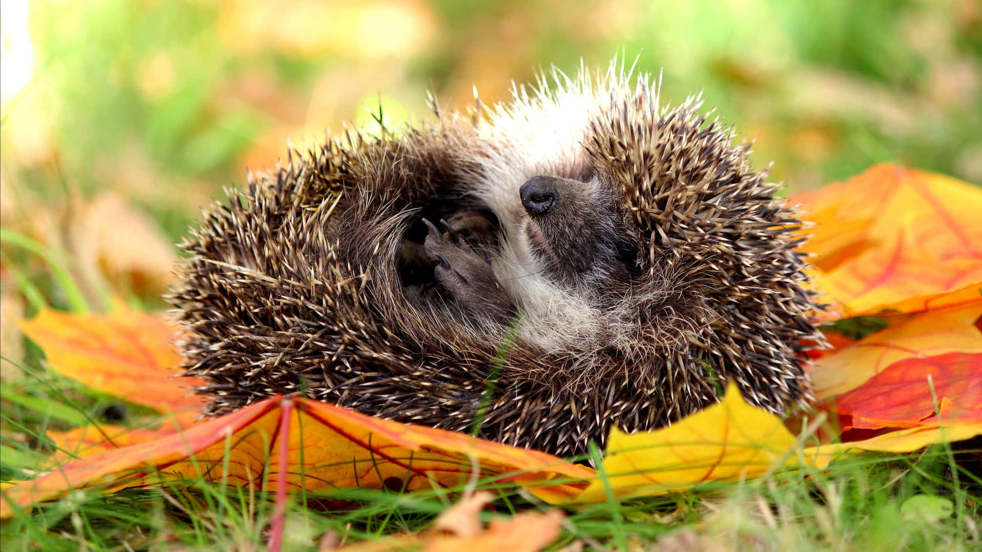 Sleeping Hedgehog Autumn Leaves Picture