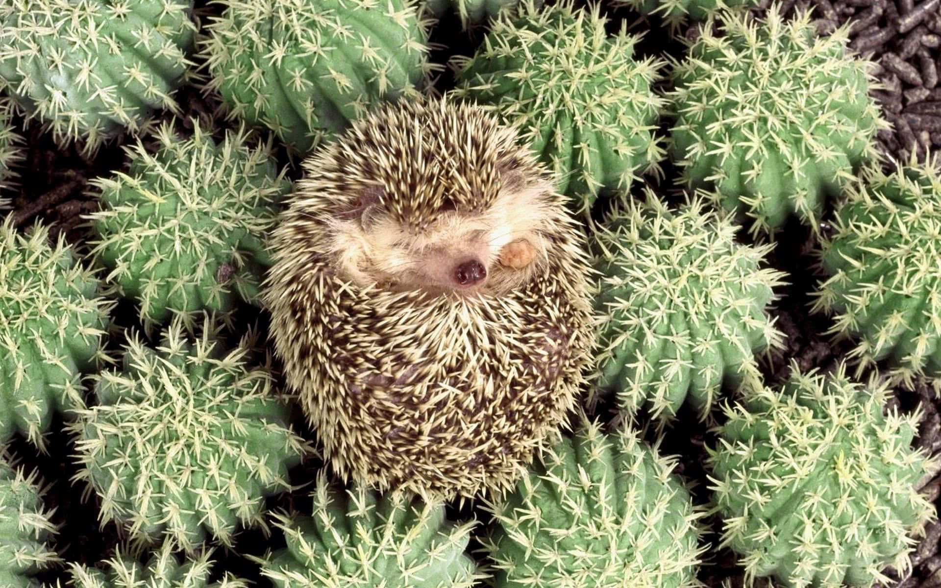 Imagendivertida De Un Adorable Erizo Con Cactus.