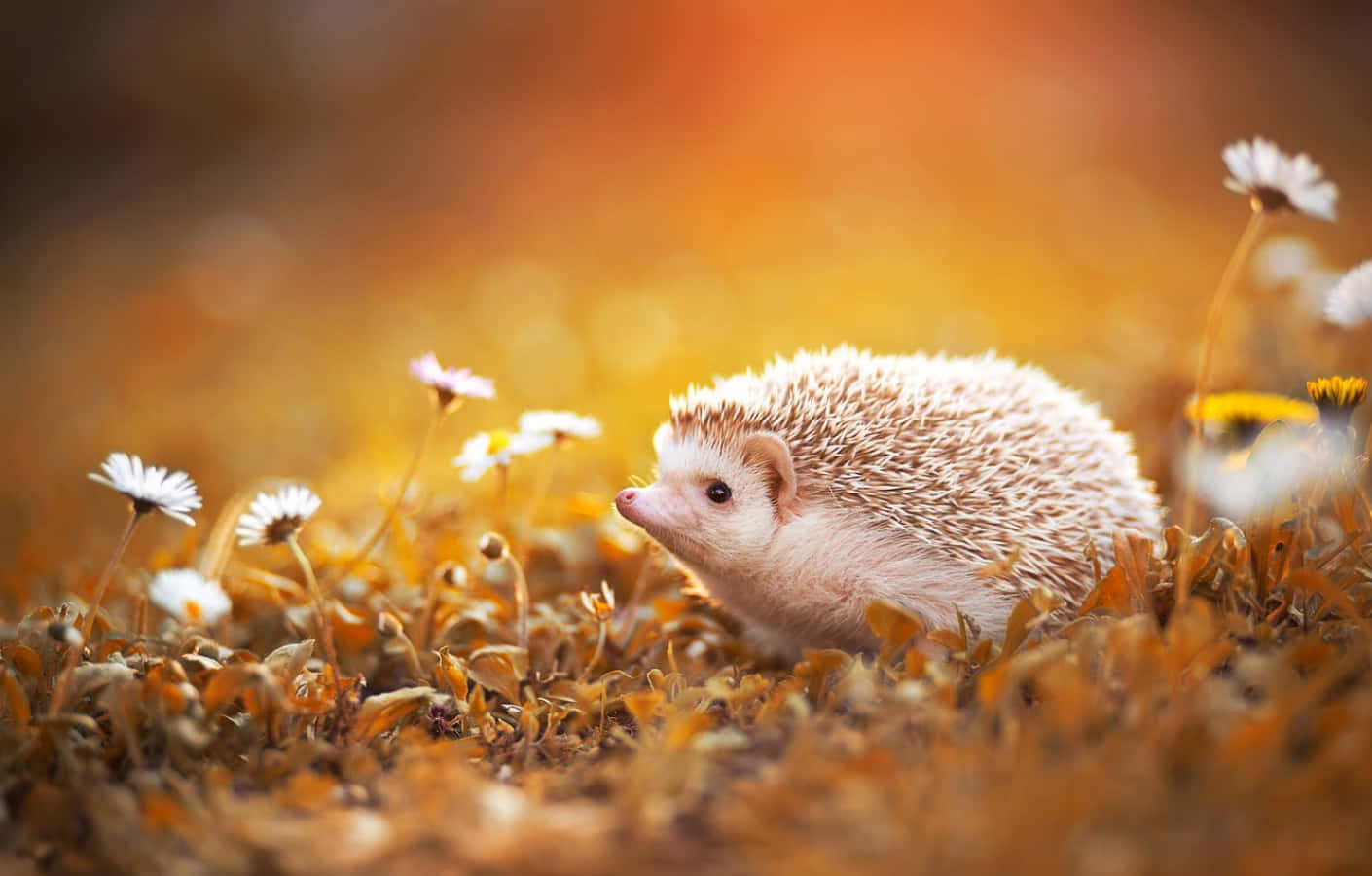 Cute Hedgehog Autumn Aesthetic Picture