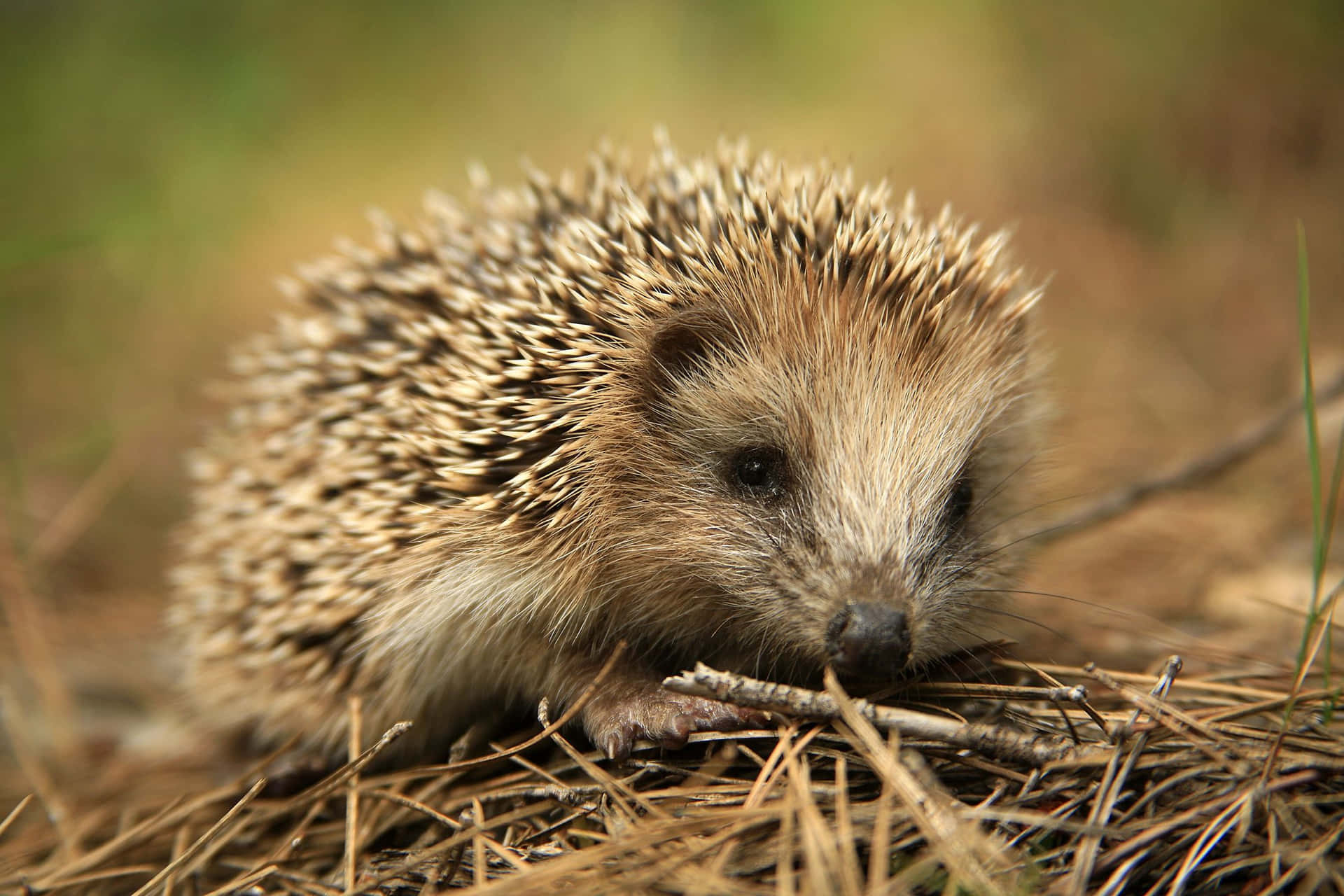 Cute Hedgehog Woods Picture