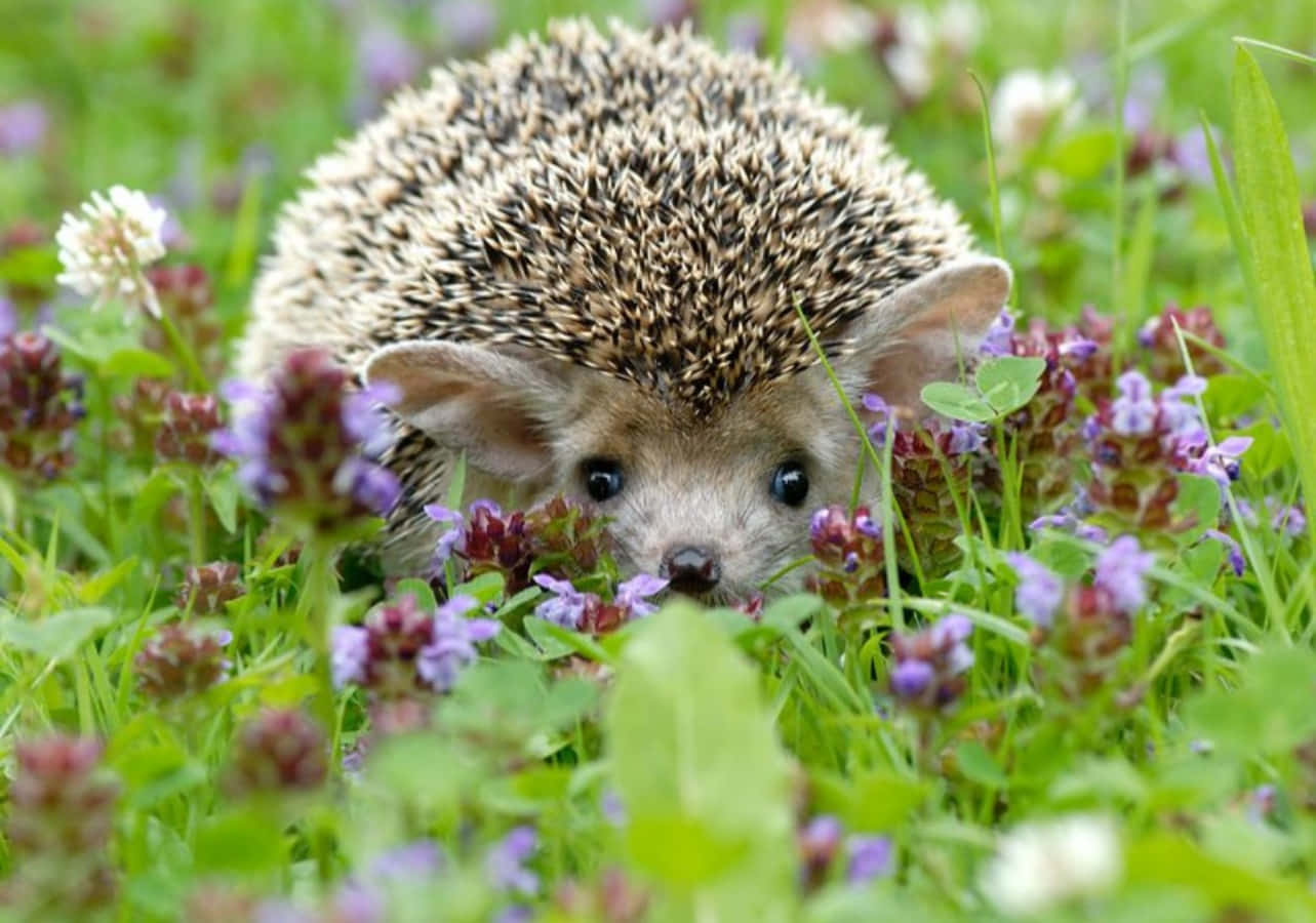 Afghan Hedgehog Spring Picture