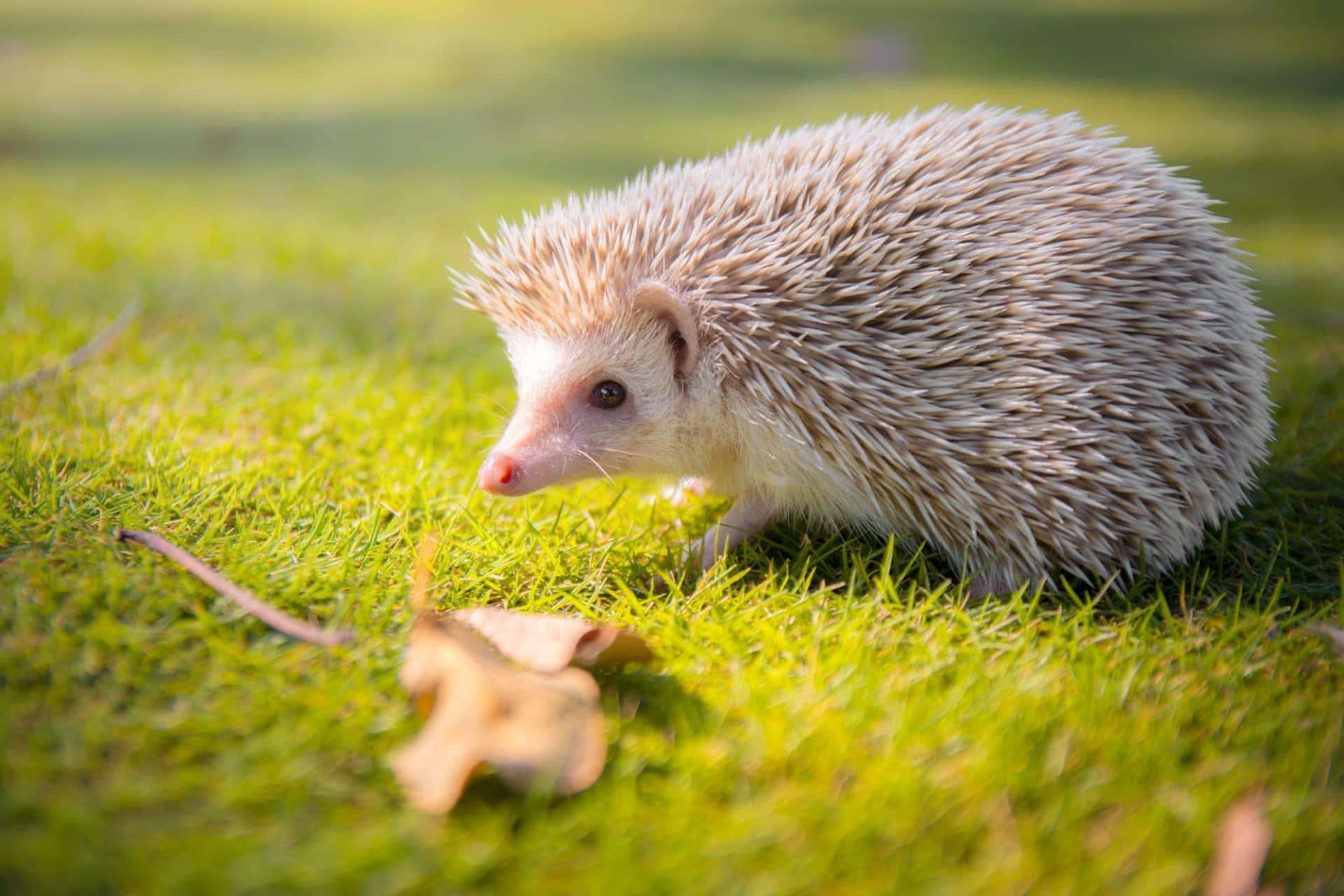 Cute Hedgehog Spring Grass Lawn Picture