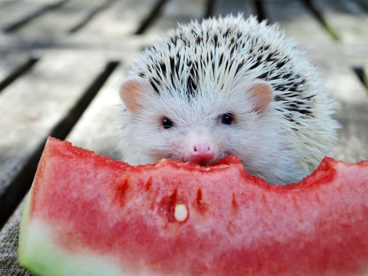 Funny Hungry Hedgehog Watermelon Picture