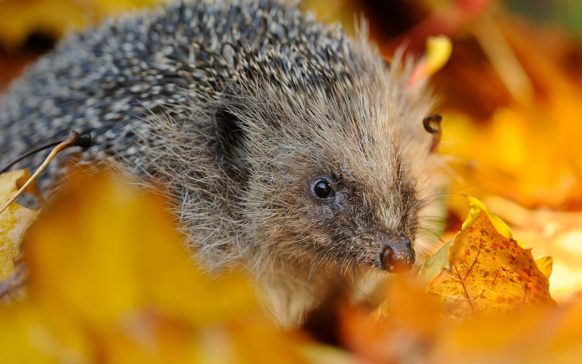 Daurian Hedgehog Autumn Aesthetic Picture