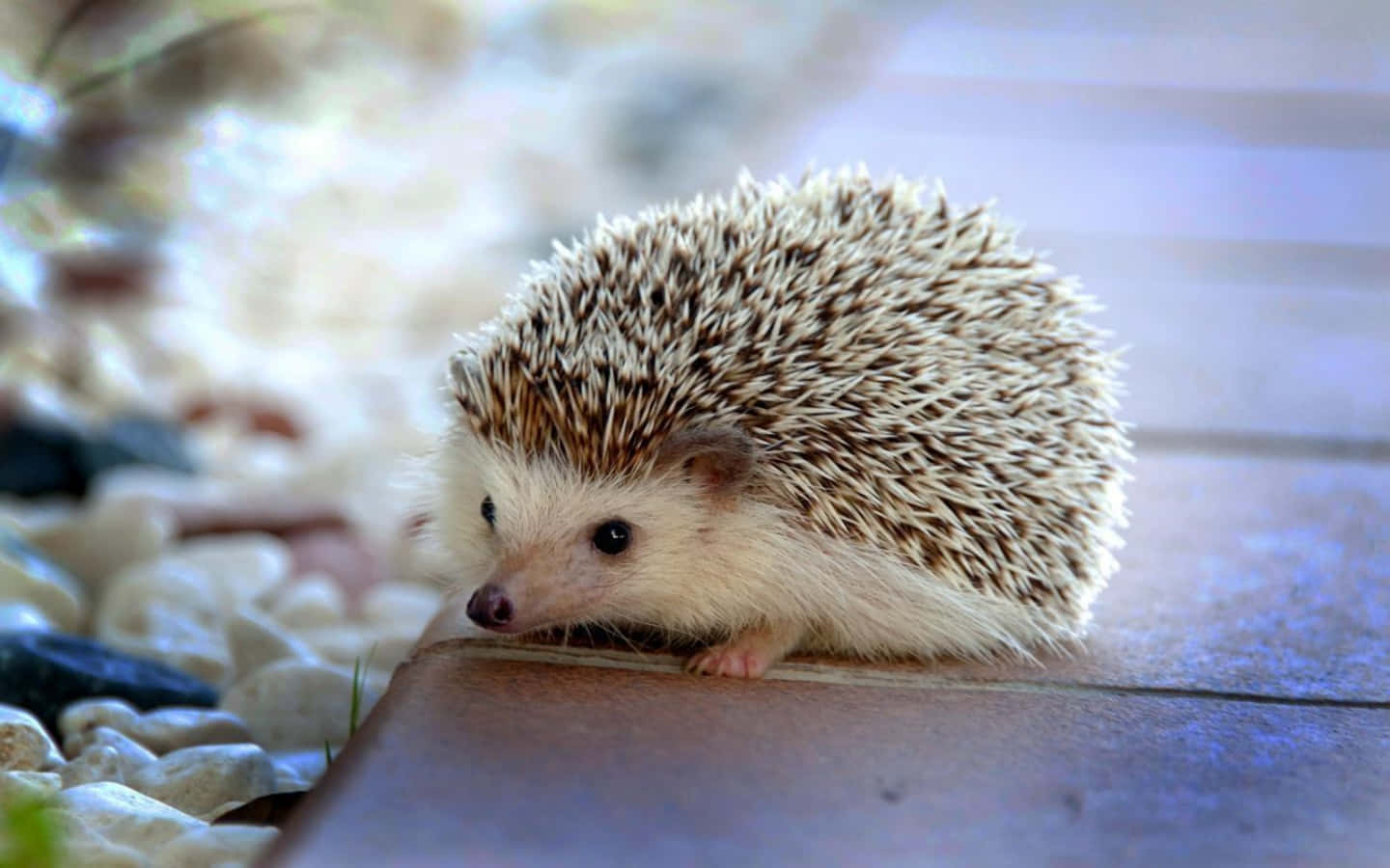 Cute Hedgehog Pebble Stones Picture