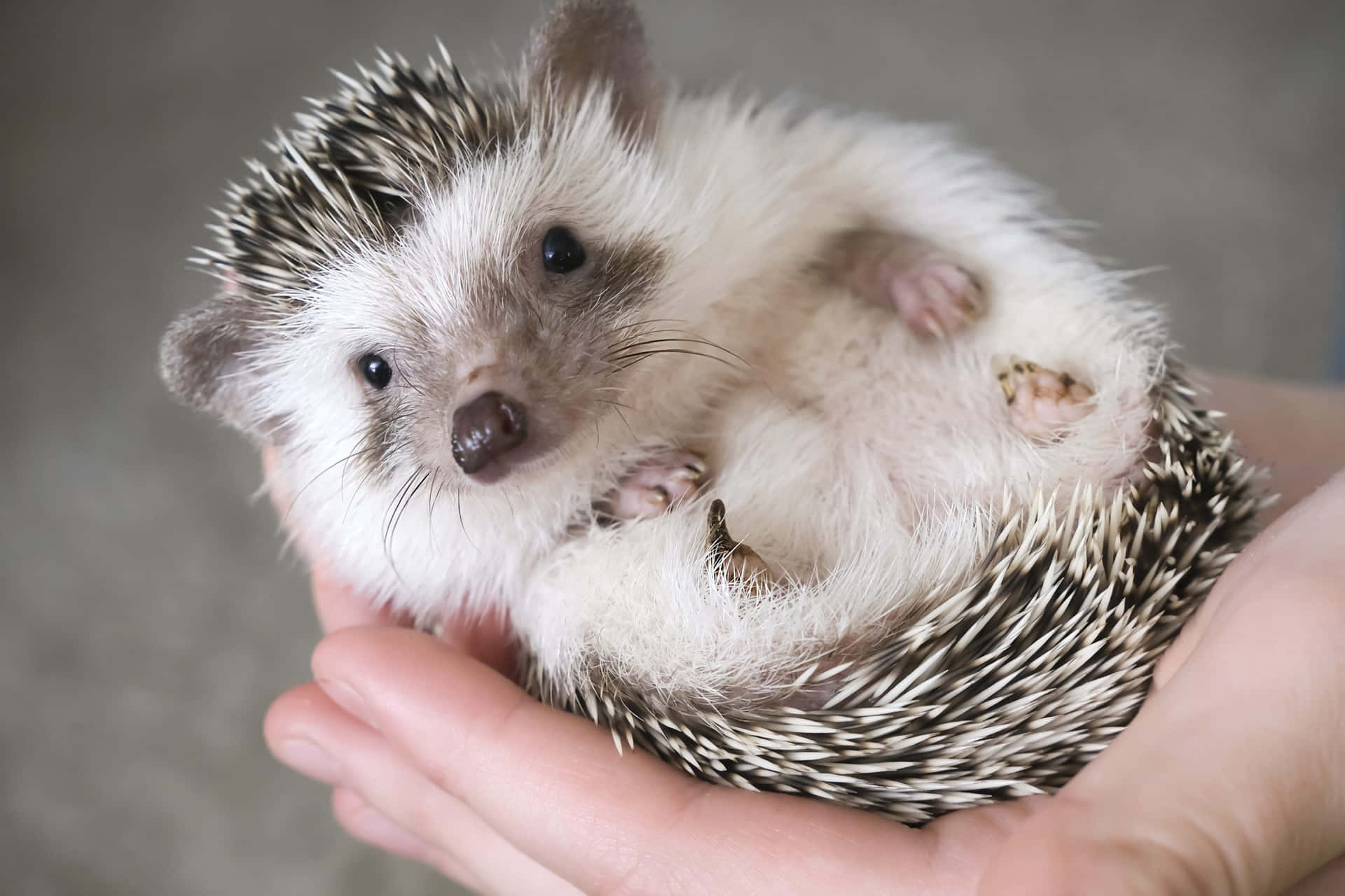 African Hedgehog Pet Care Picture