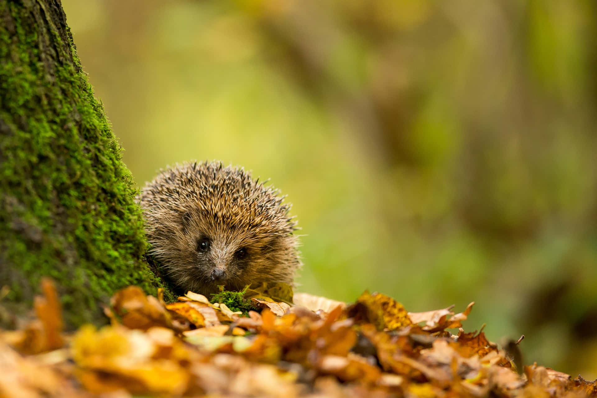 Sneaky Hedgehog Autumn Leaves billede på skrivebordet.