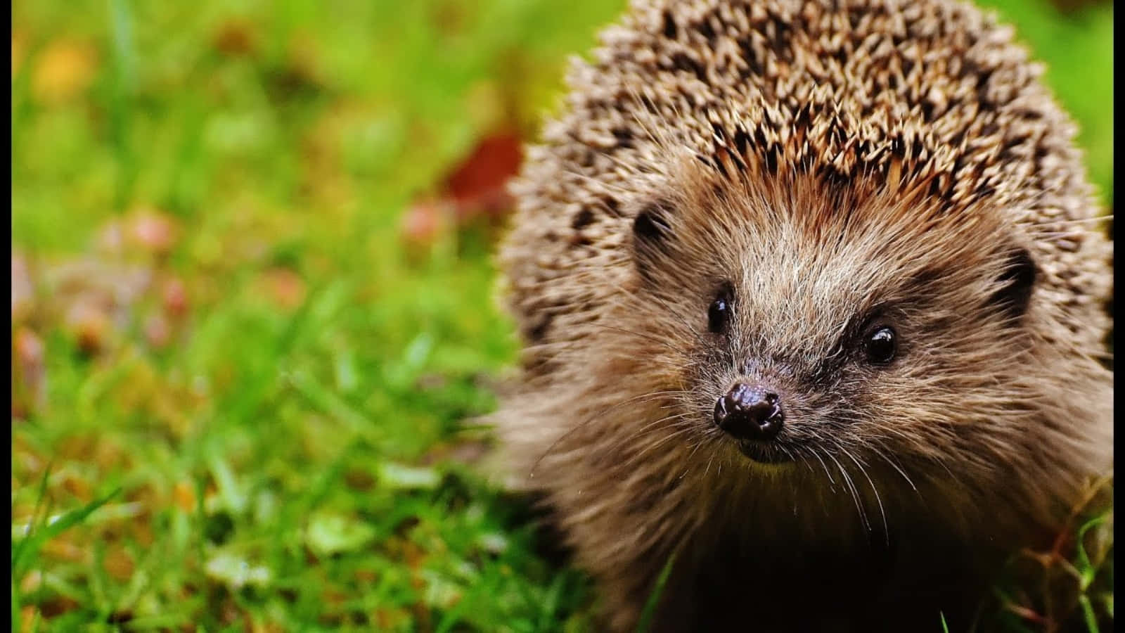 Pet Hedgehog Havearbejde Have Billede