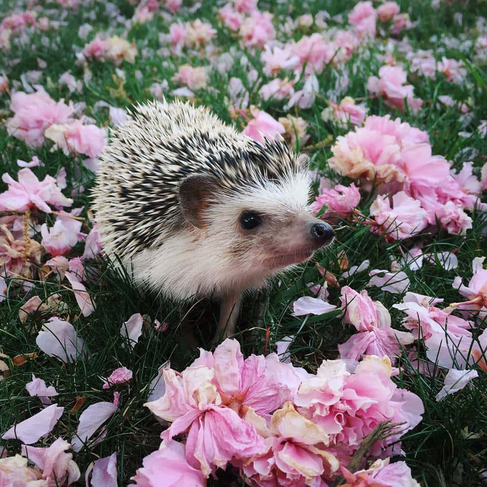 Hedgehog Spring Pink Flowers Picture