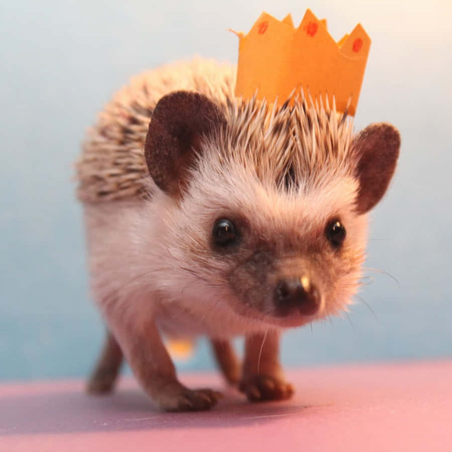 Cute Pet Hedgehog Crown Picture