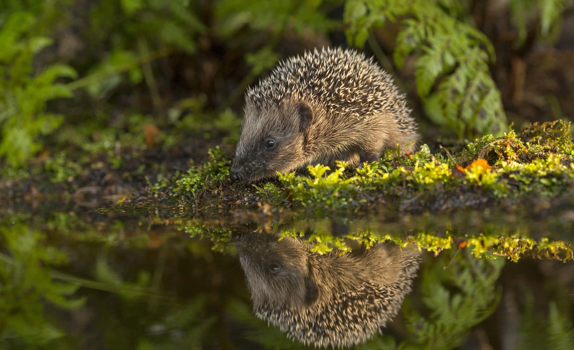 Cute Hedgehog Water Reflection Picture