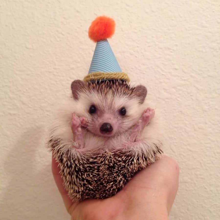 Cute Hedgehog Birthday Hat Picture