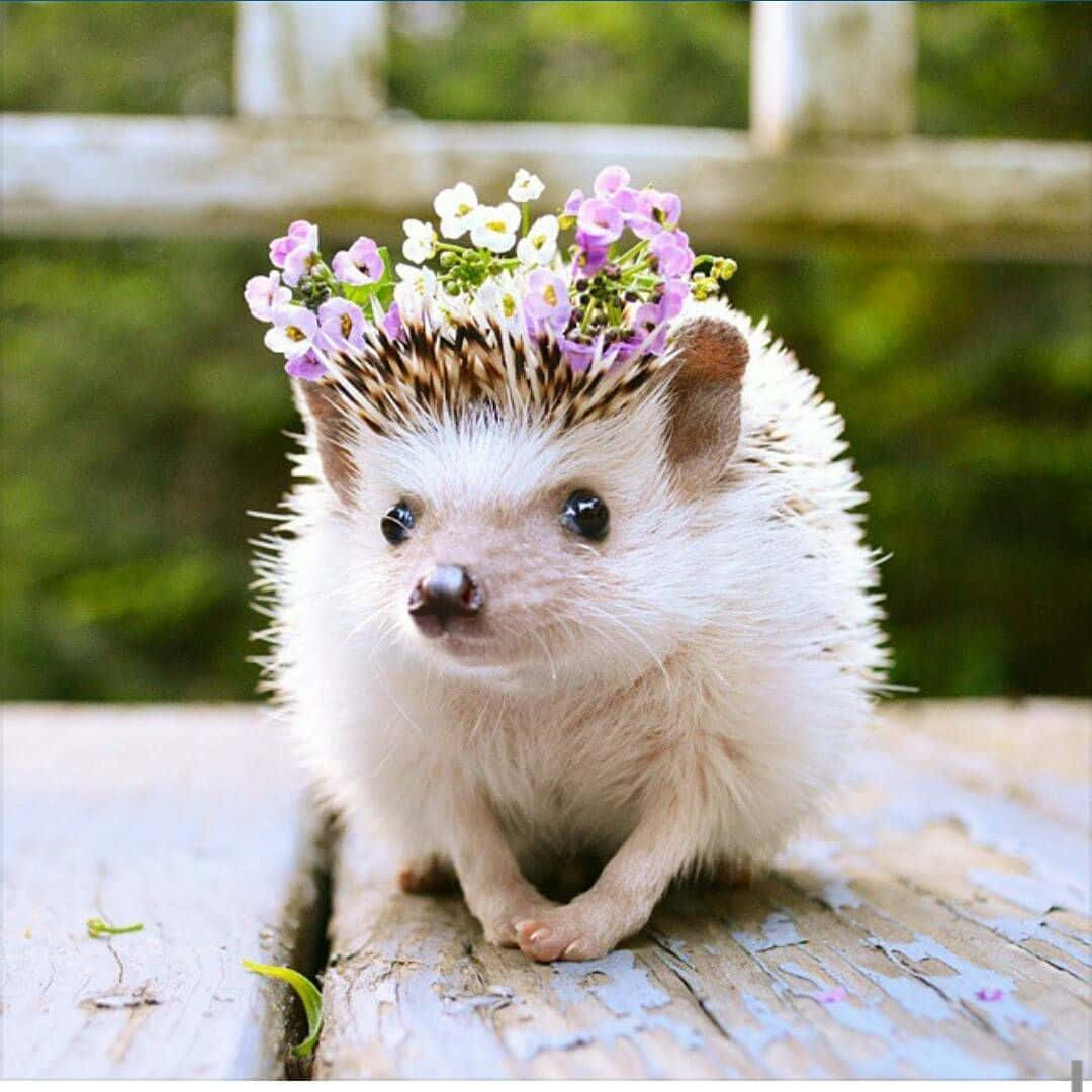 Cute Hedgehog Flower Crown Picture