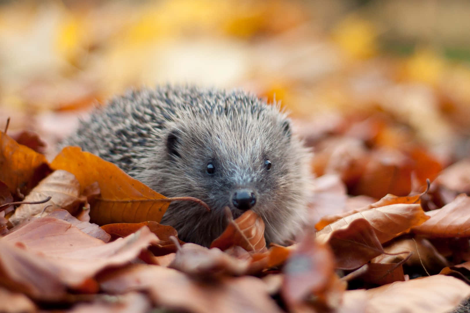 Hedgehog Autumn Leaves Picture