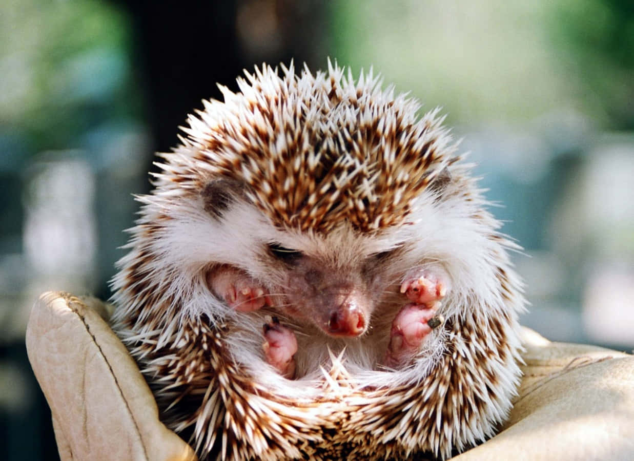 Sleepy Hedgehog Summer Season Picture