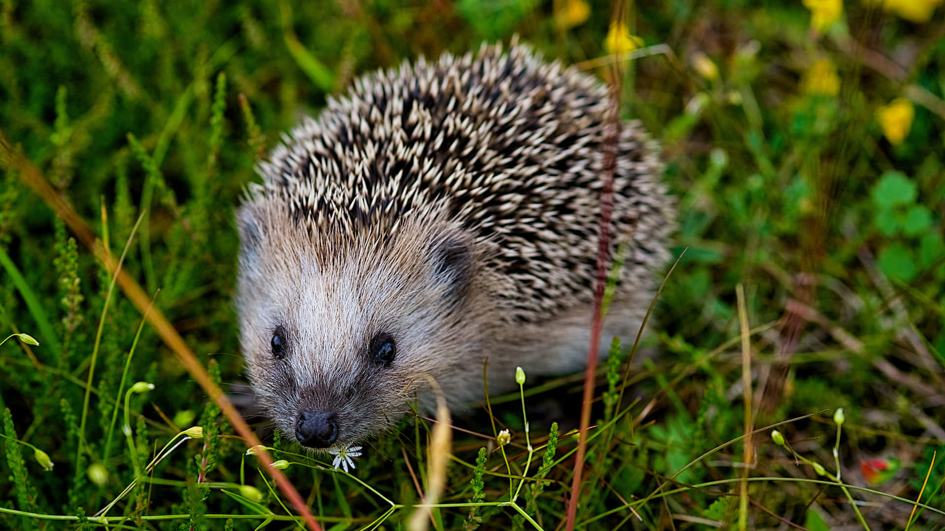 Pet Hedgehog Grass Plants Picture