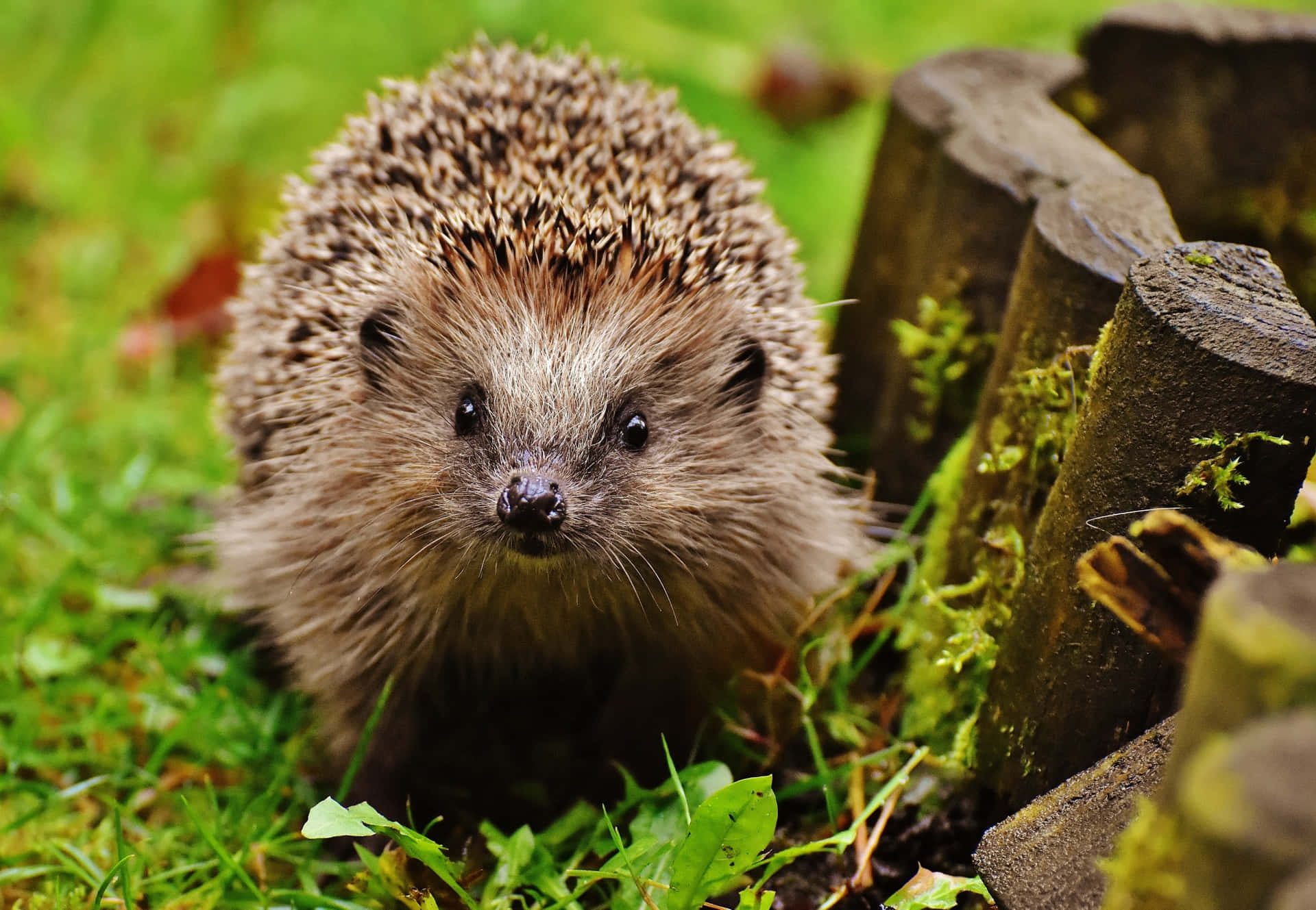 Ægte Dansk Hedgehog Nature Billede Animeret Tapet
