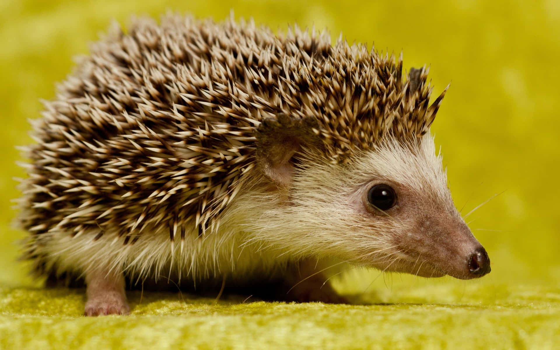 Daurian Pet Hedgehog Spikes Picture