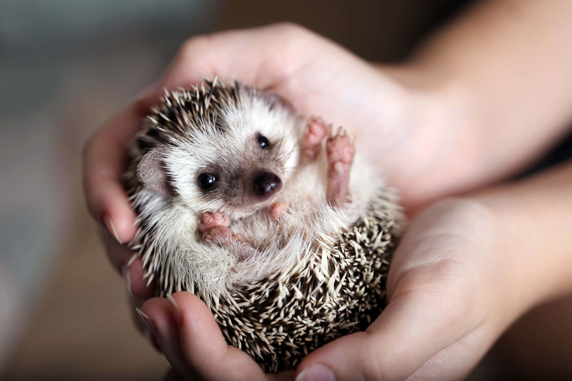 Cute African Hedgehog Picture