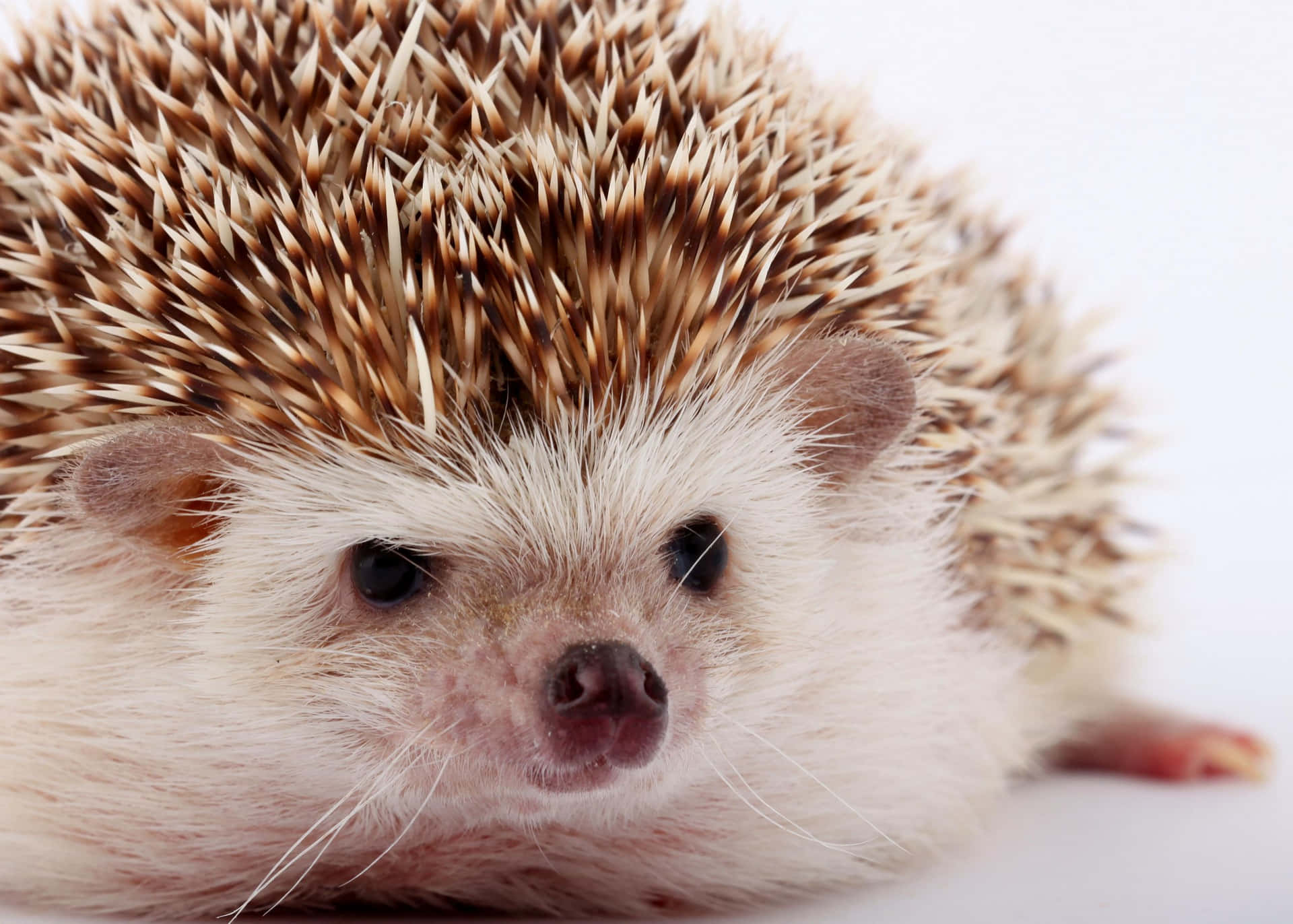 Funny Chubby Pet Hedgehog Picture