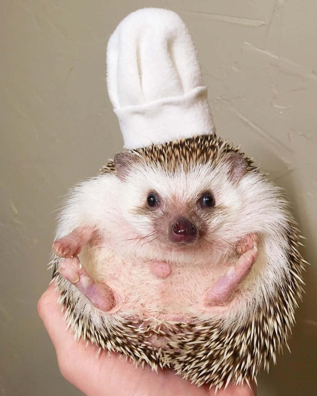Pet Hedgehog Master Chef Picture