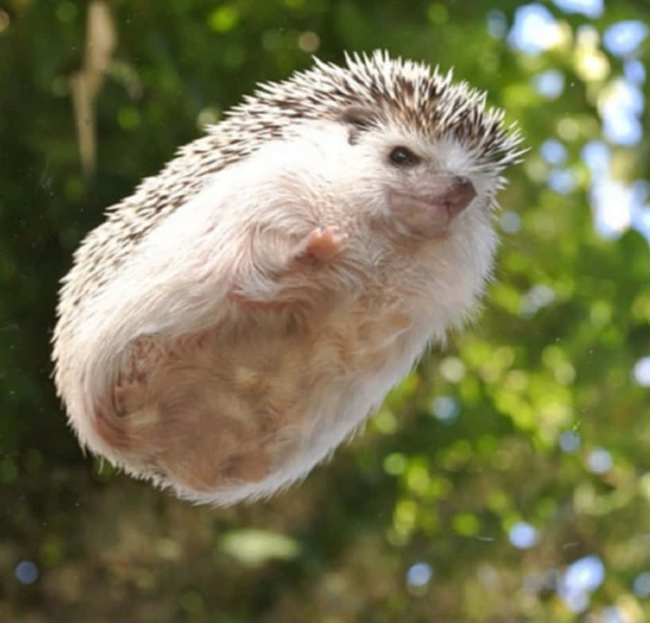 Funny Flying Pet Hedgehog Picture
