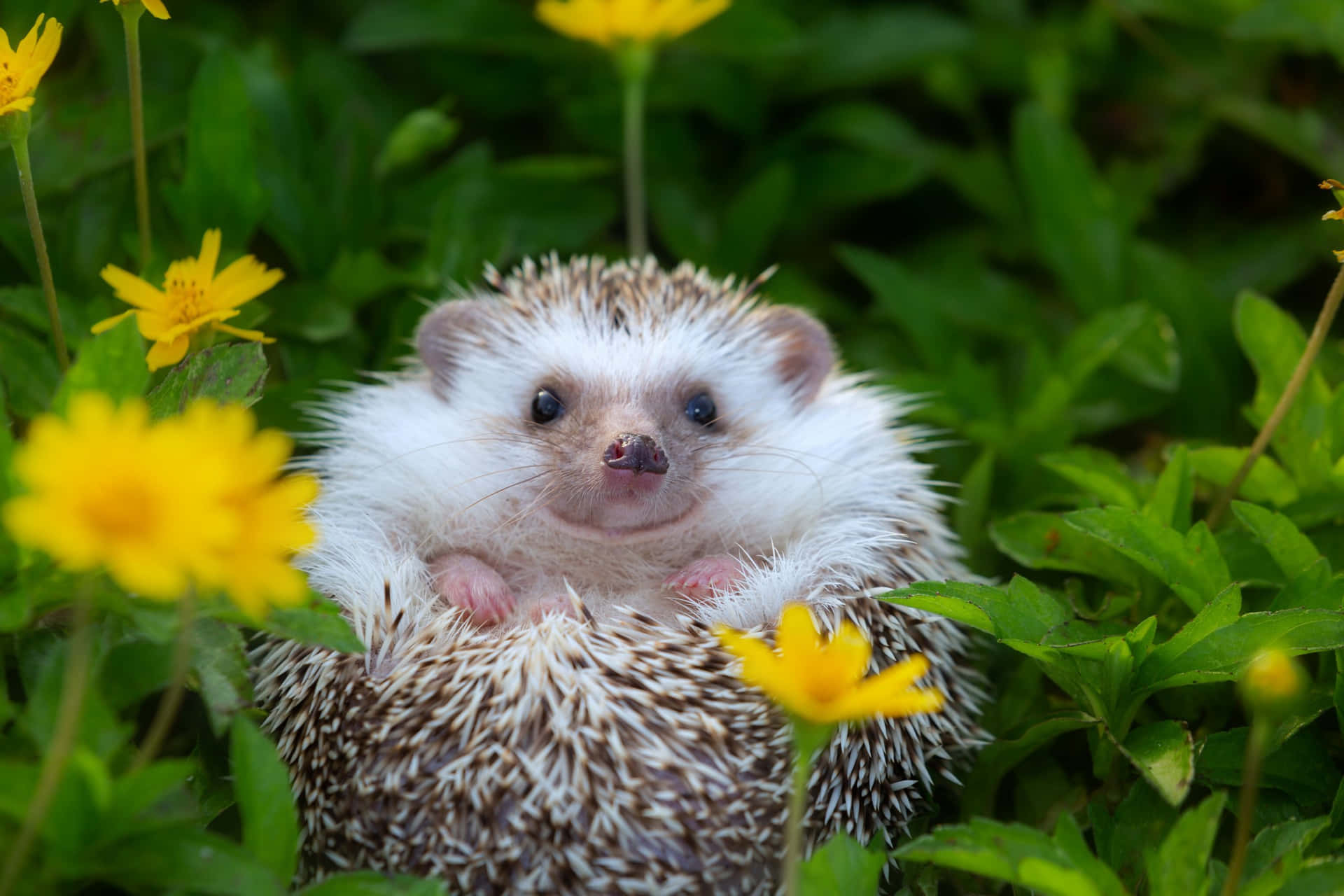 Cute Hedgehog Flower Garden Picture