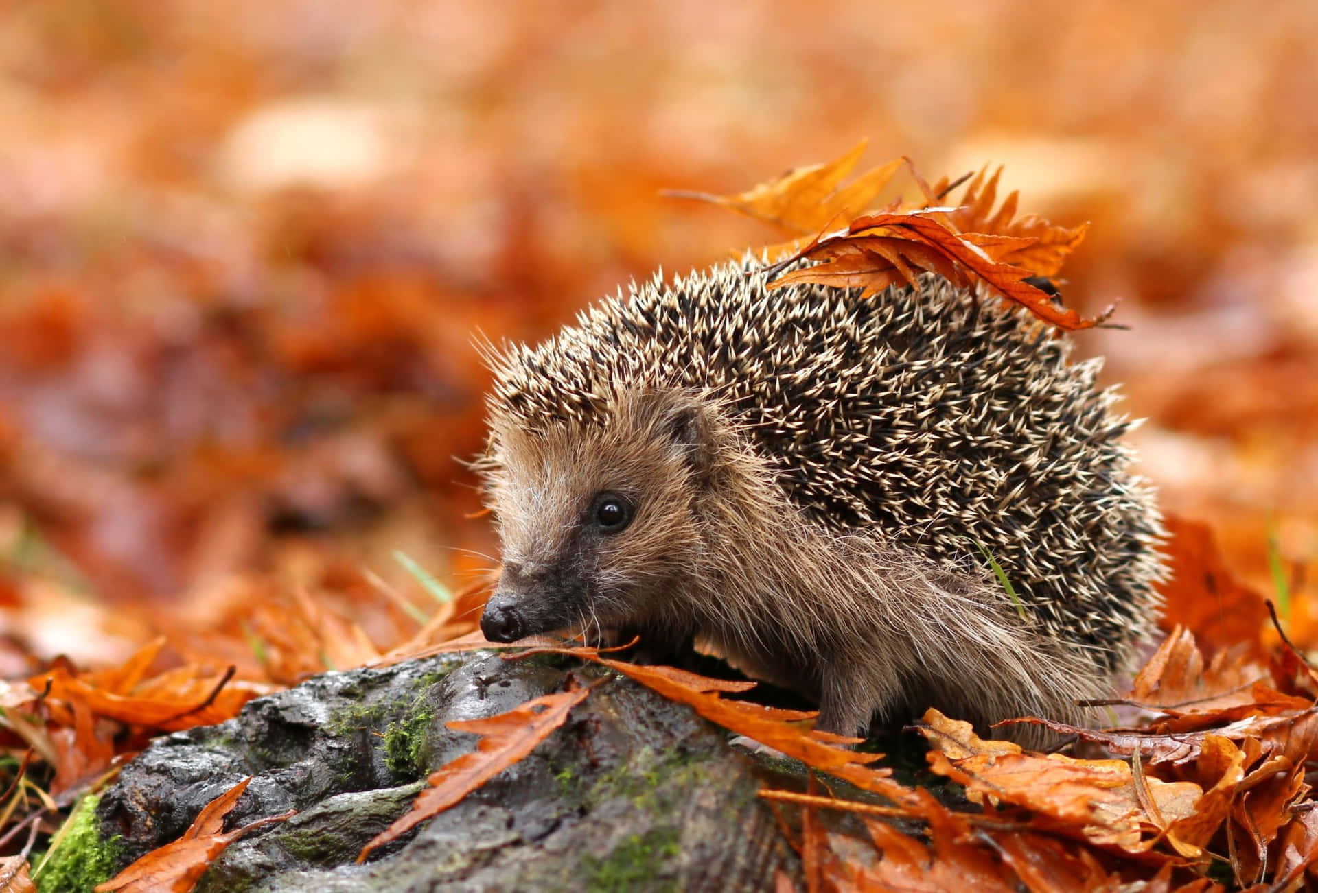 Hedgehog Autumn Aesthetic Leaves Picture