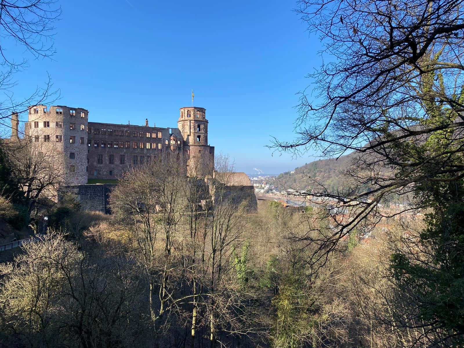 Heidelberg Castle Leafless Trees Wallpaper