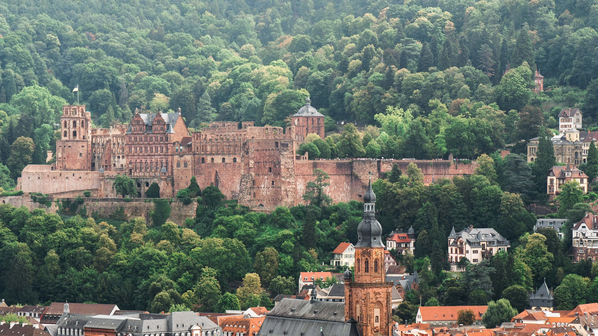 Heidelberg Castle Thick Trees Wallpaper