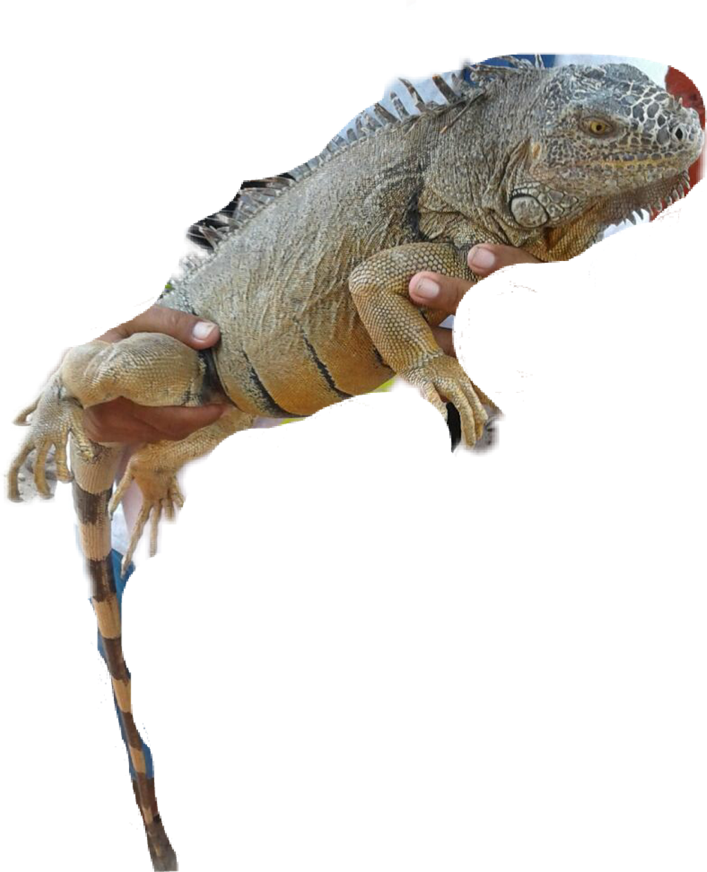 Held Iguana Transparent Background PNG