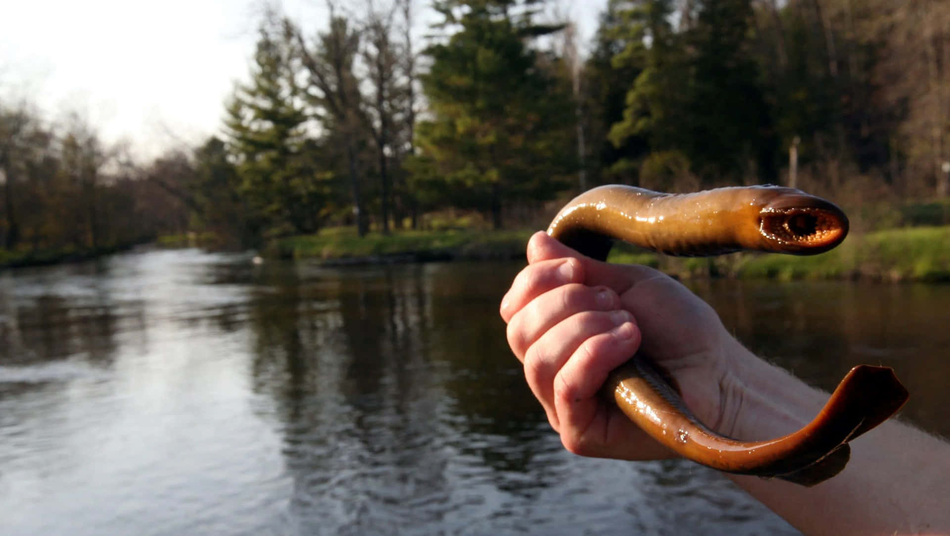 Held Lamprey Riverbank Wallpaper