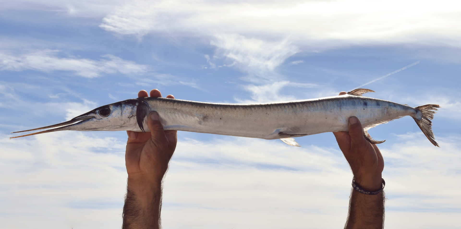 Held Needlefish Against Sky Wallpaper