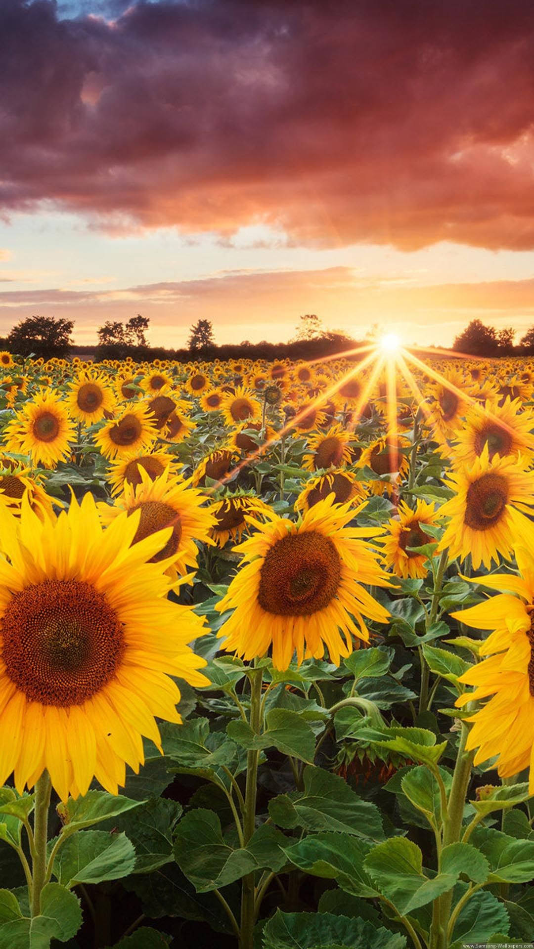 Helianthus Annuus Sunflower Iphone Wallpaper