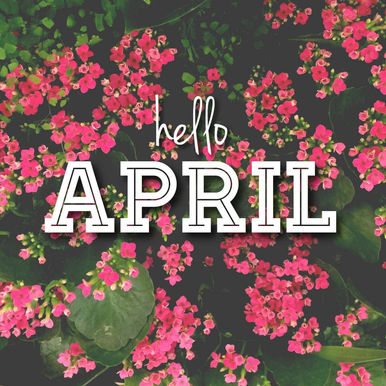 Welcome April with gorgeous blooms! Wallpaper