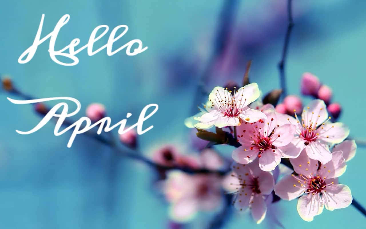Hello April Cherry Blossoms Wallpaper