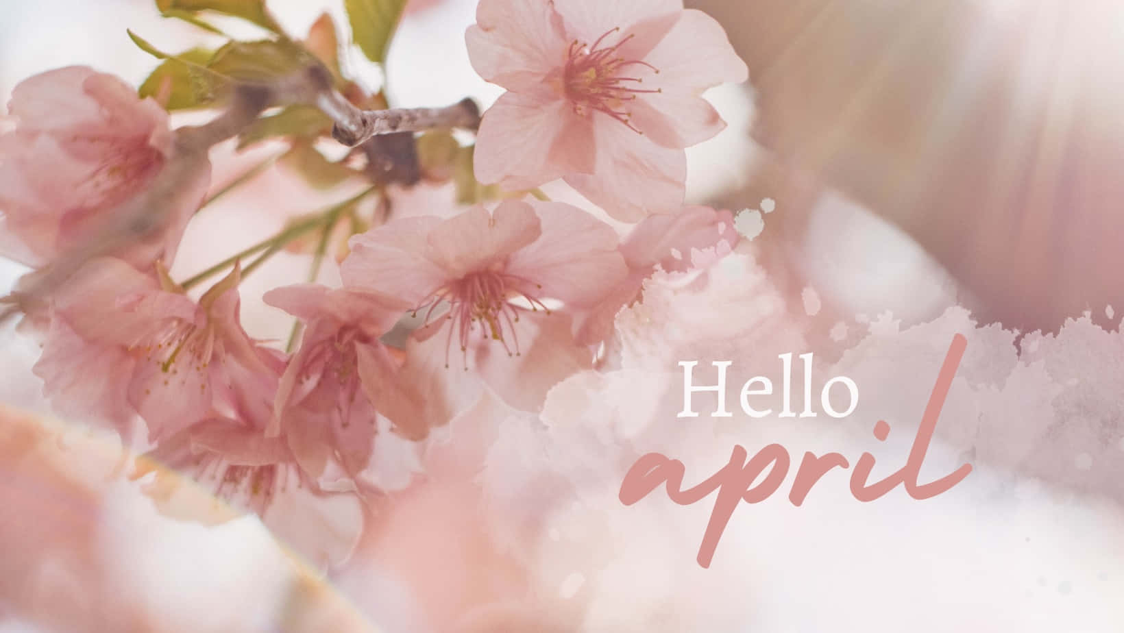 Hello April Cherry Blossoms Wallpaper