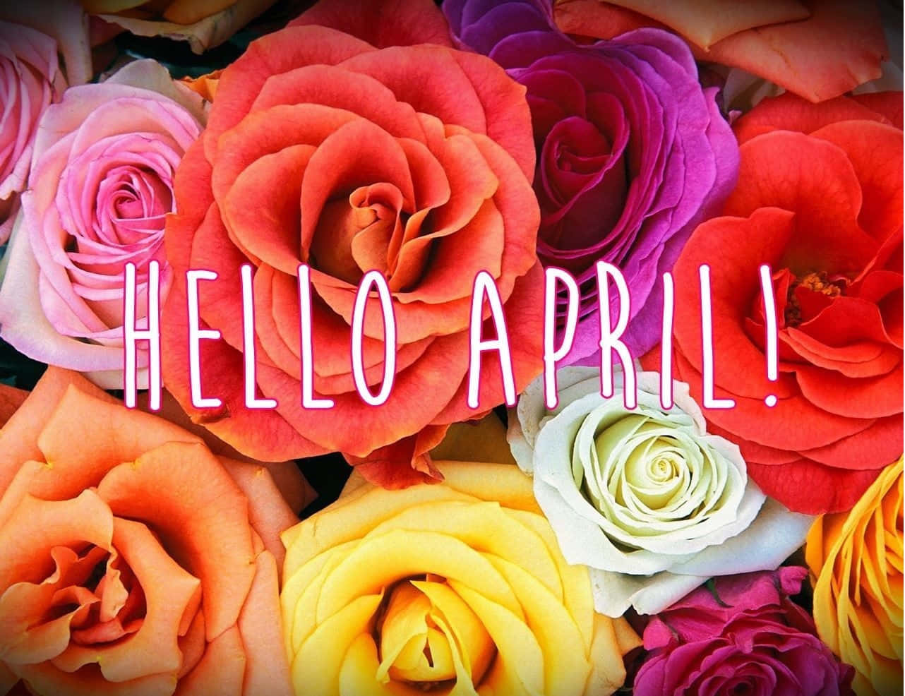 Hello April Colorful Roses Background Wallpaper