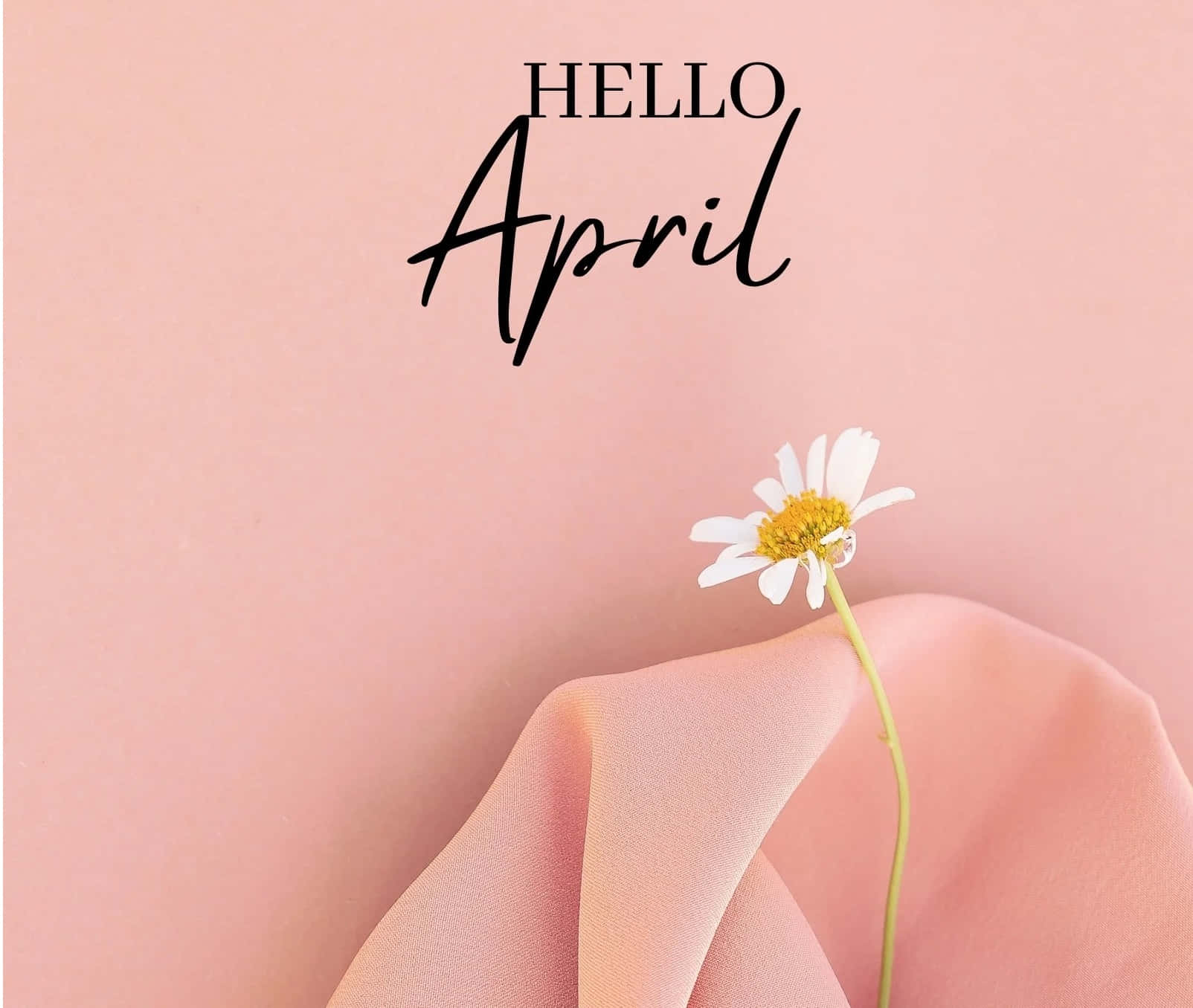 Hello April Daisy Flower Pink Background Wallpaper