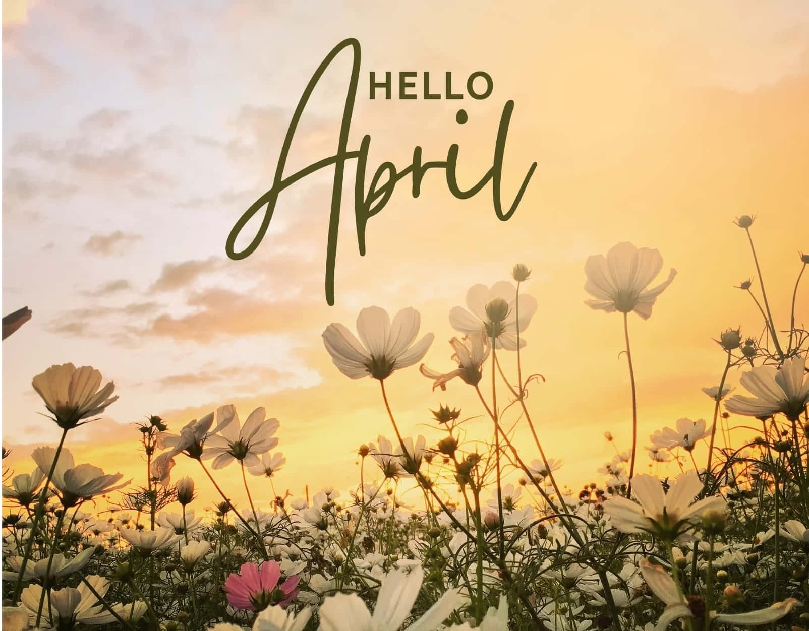 Hello April Floral Sunset Wallpaper