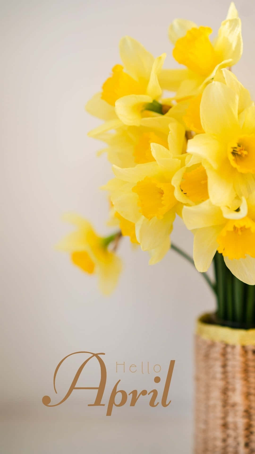 Hello April Yellow Daffodils Wallpaper