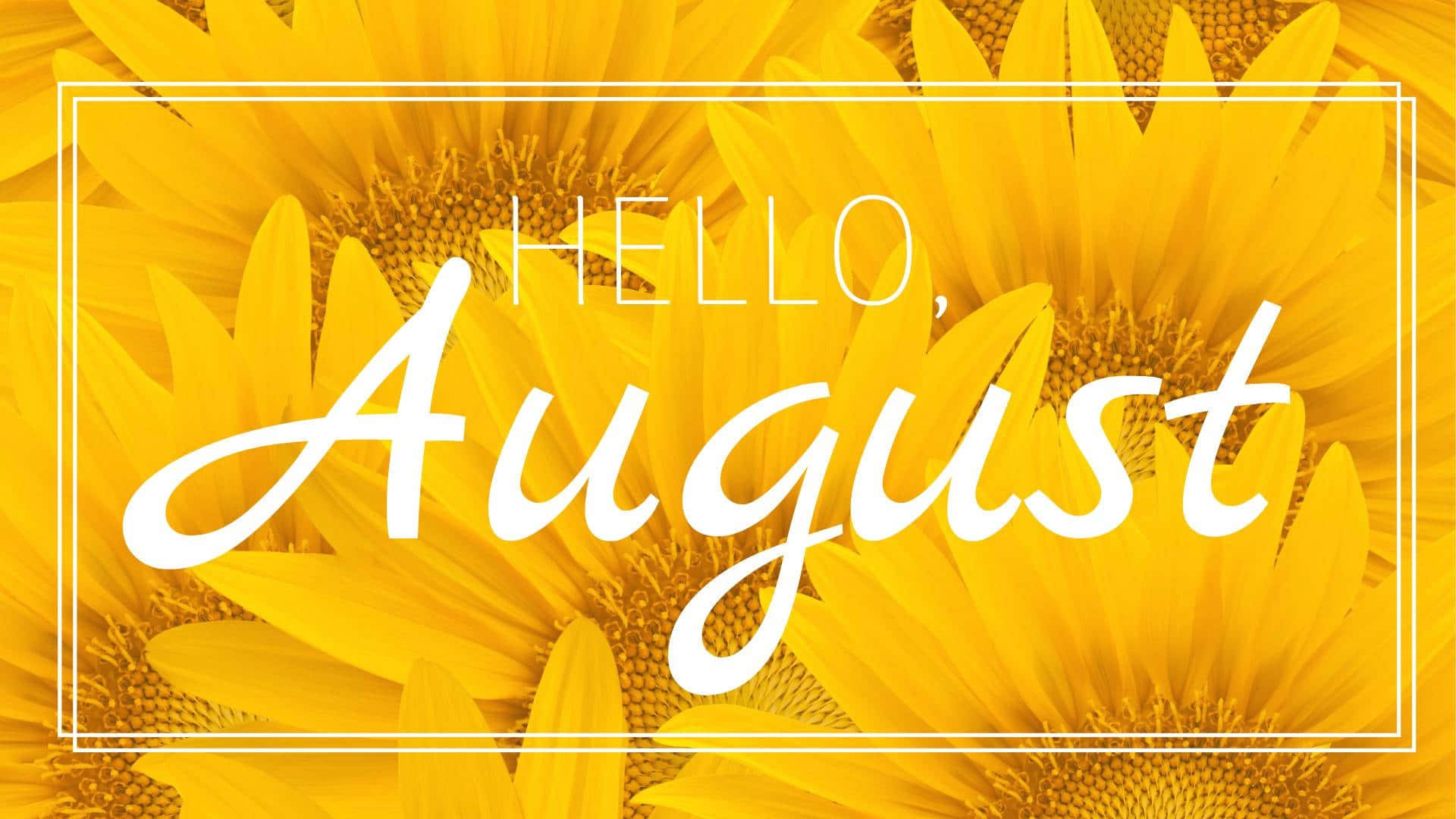 Hello August Sunflower Desktop Background Wallpaper
