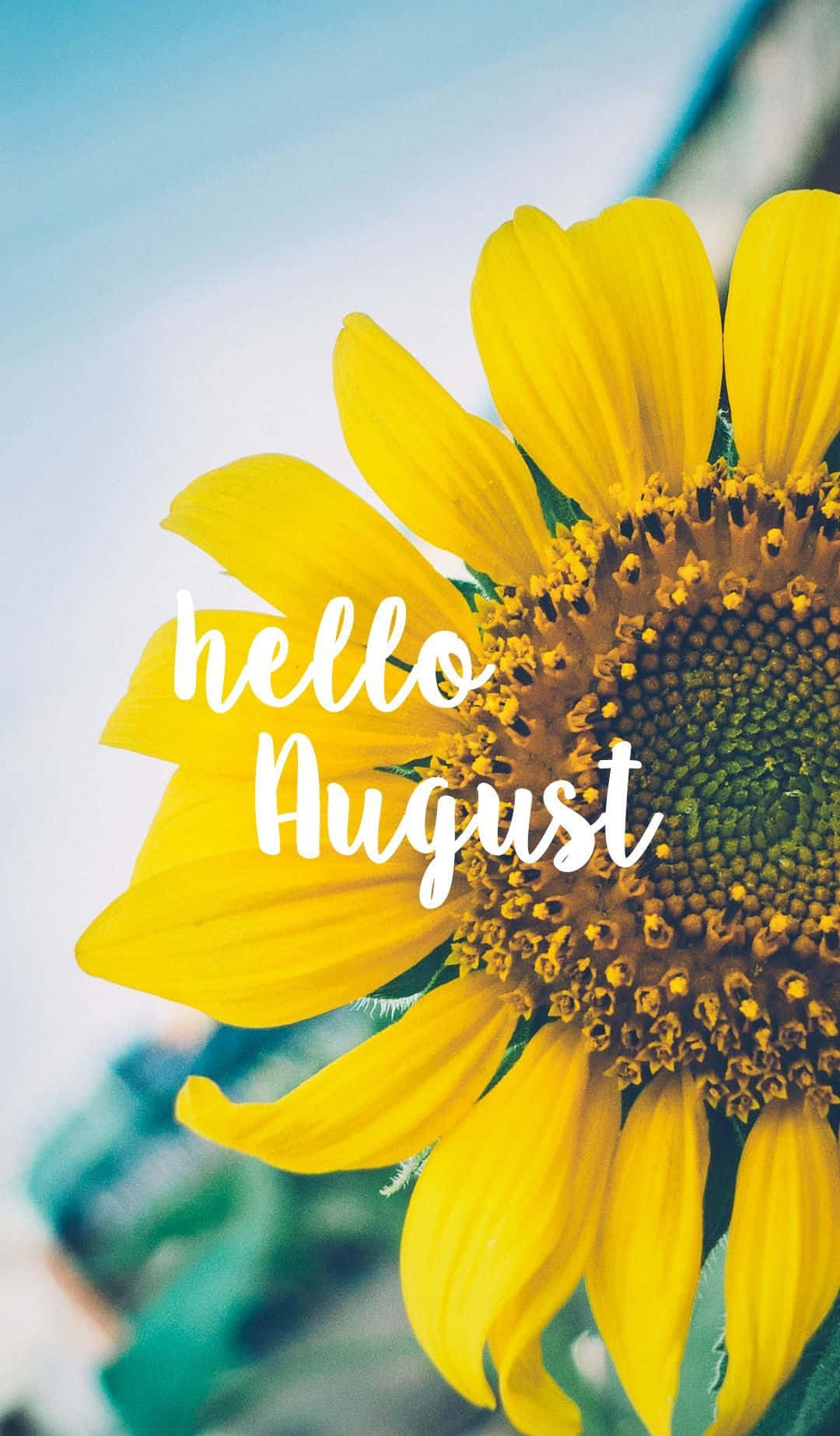 Hello August Sunflower Greeting Wallpaper