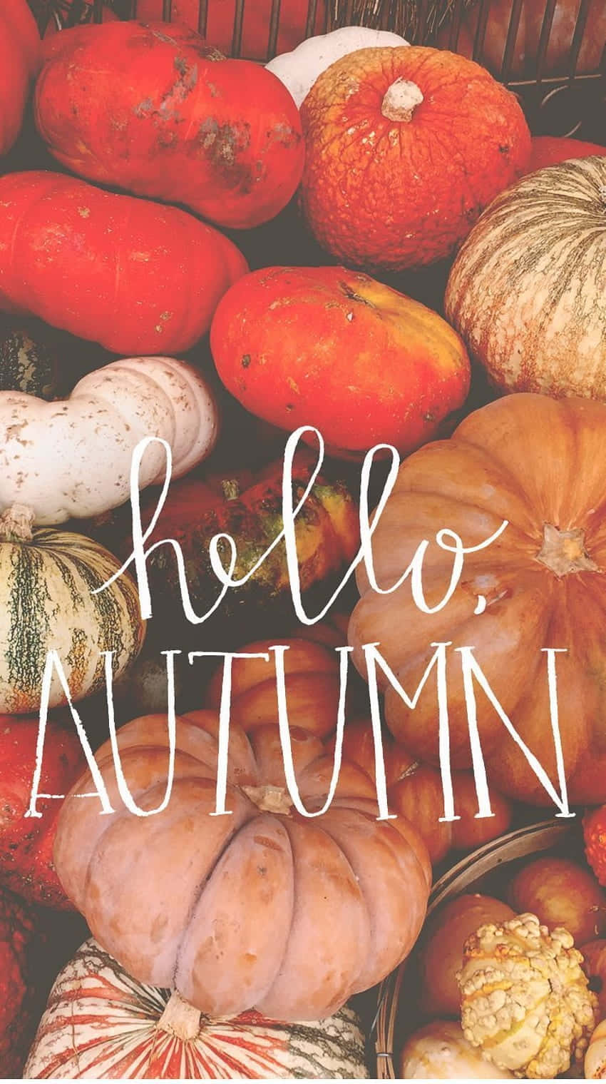 Hello Autumn Pumpkin Collection Wallpaper