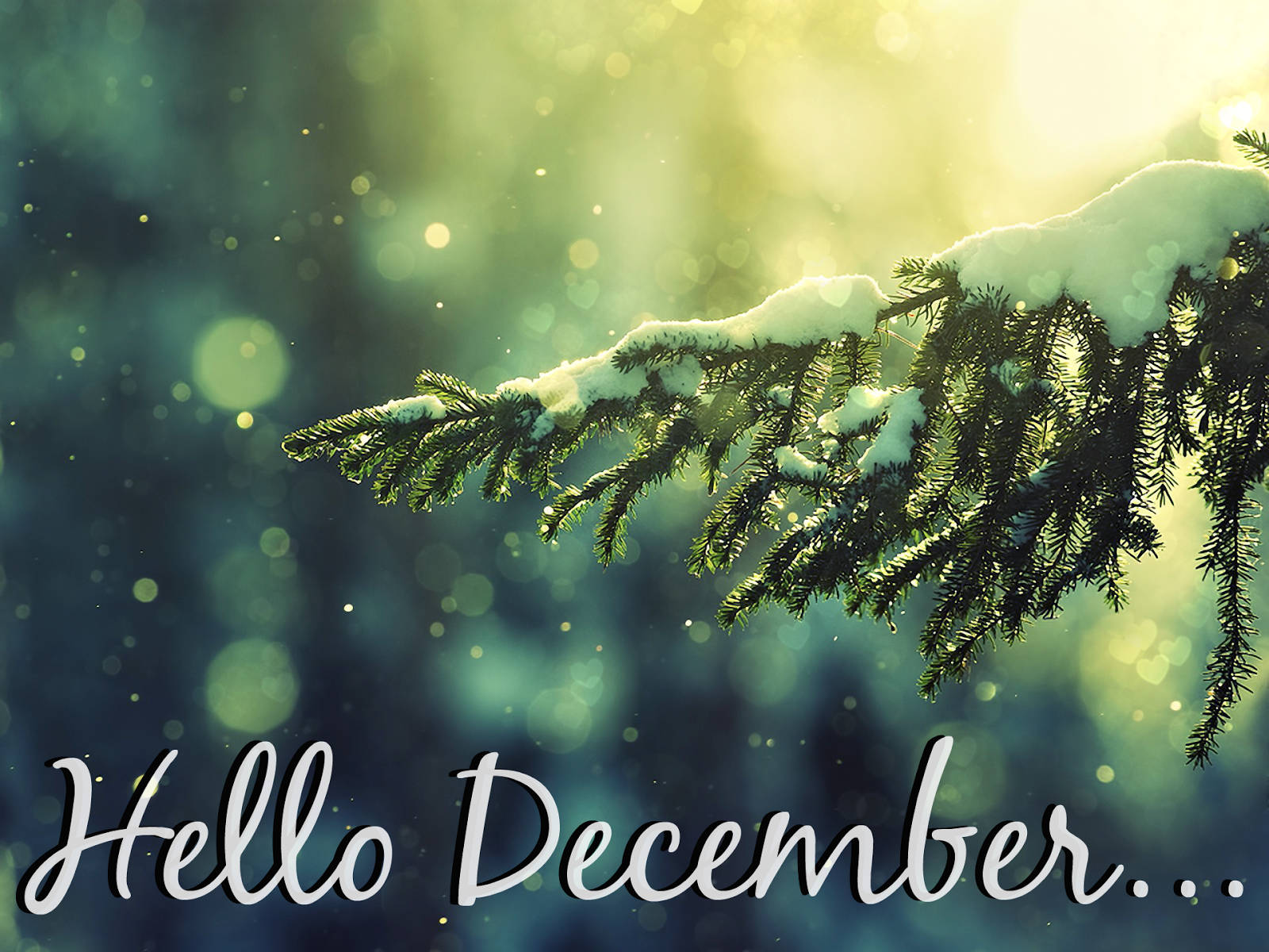 Hello December Snowy Tree Branch Wallpaper