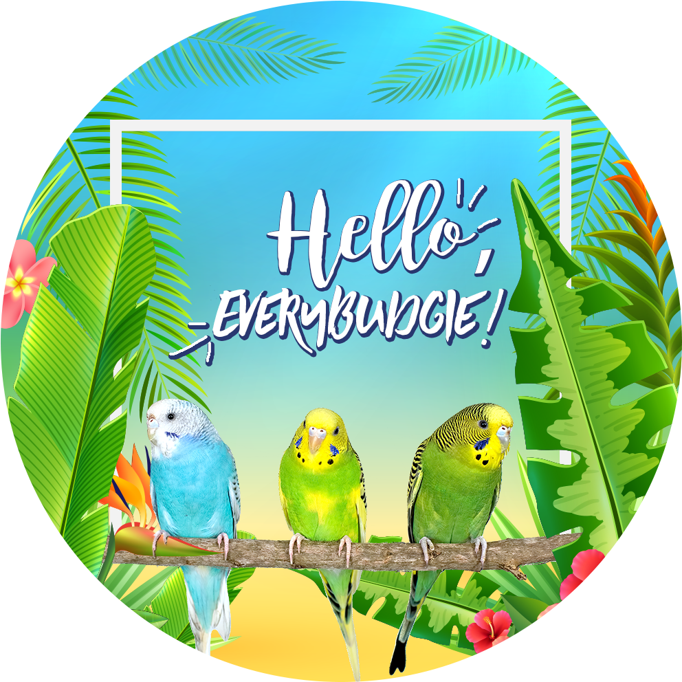 Hello Everybundgie Budgies Greeting PNG