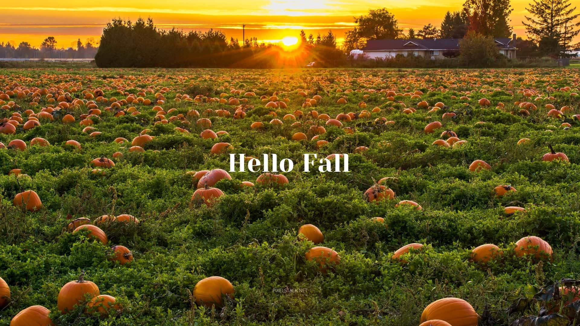 Hello Fall Pumpkin Field Wallpaper