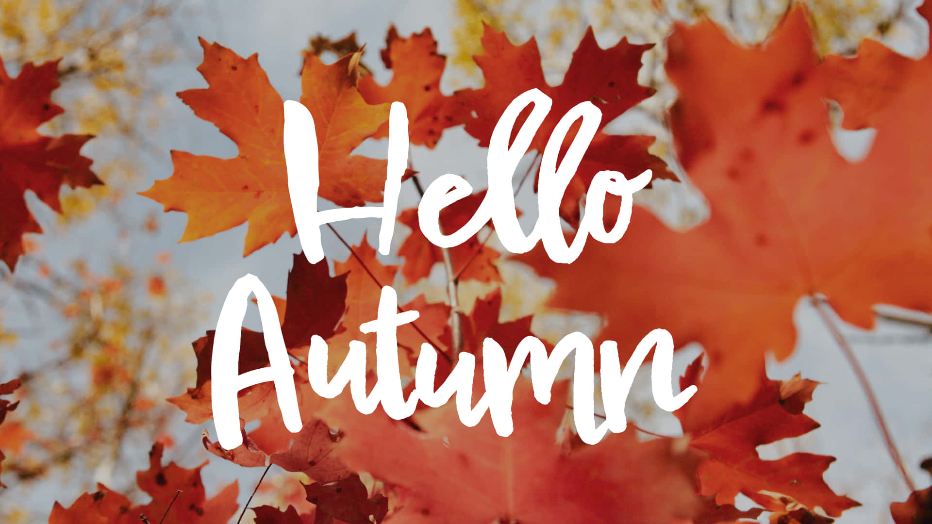 Hej Efterår - En tid til at skifte til en sæson med varmere farver. Wallpaper